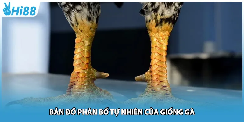 Bản đồ phân bố tự nhiên của giống gà