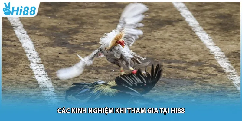 Các kinh nghiệm khi tham gia tại Hi88