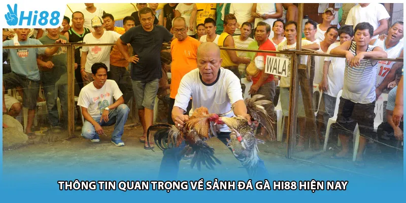 Thông tin quan trọng về sảnh đá gà Hi88 hiện nay
