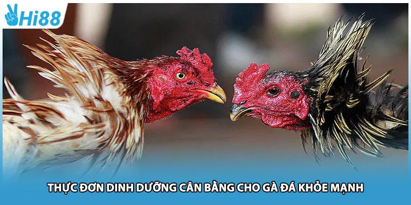 Thực đơn dinh dưỡng cân bằng cho gà đá khỏe mạnh